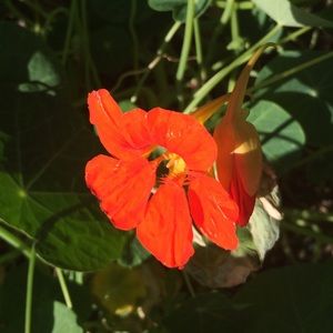 Meet your Posher, Anny